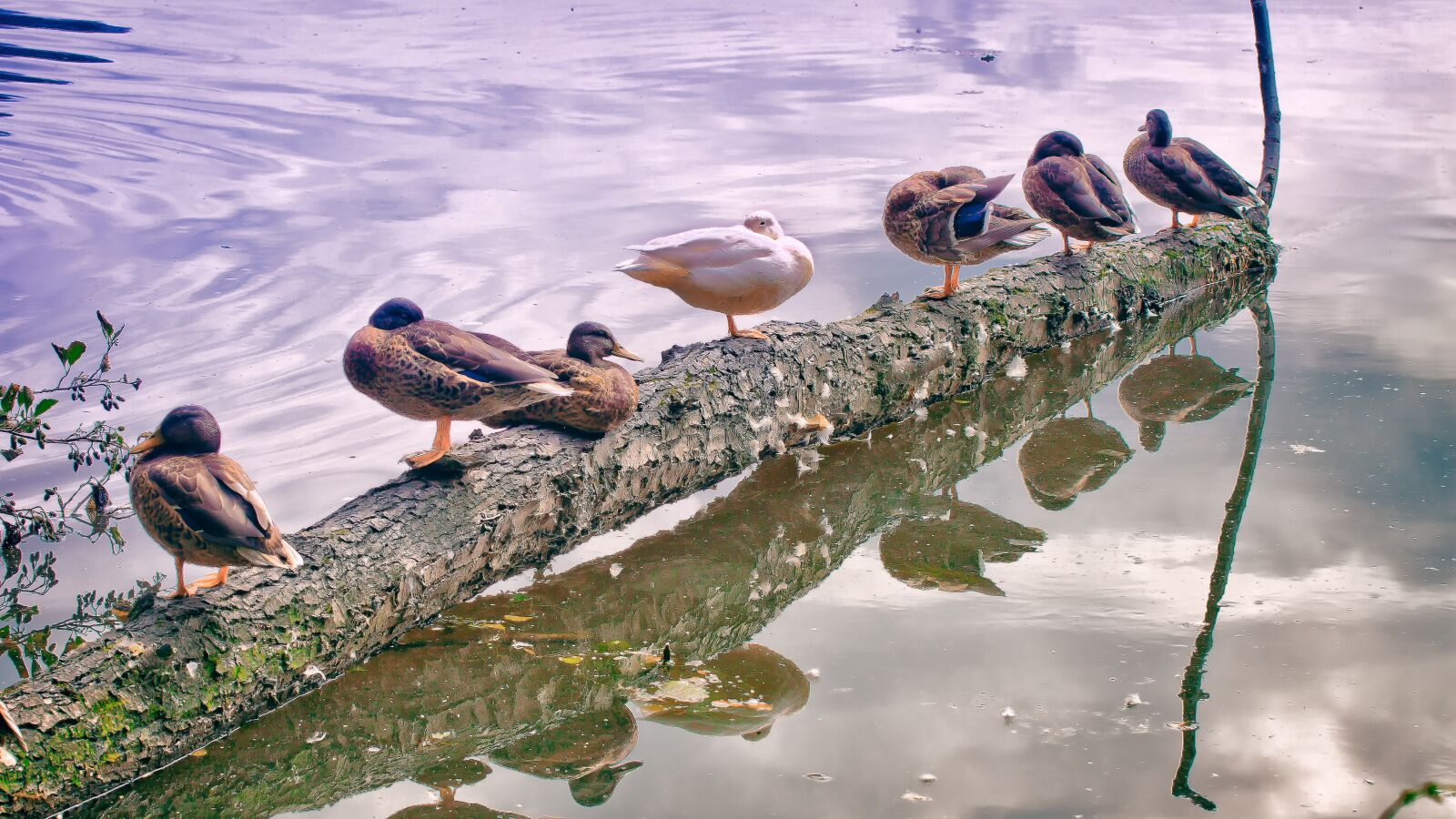 Canon EOS 50D sample photo. Ducks, series, lake photography