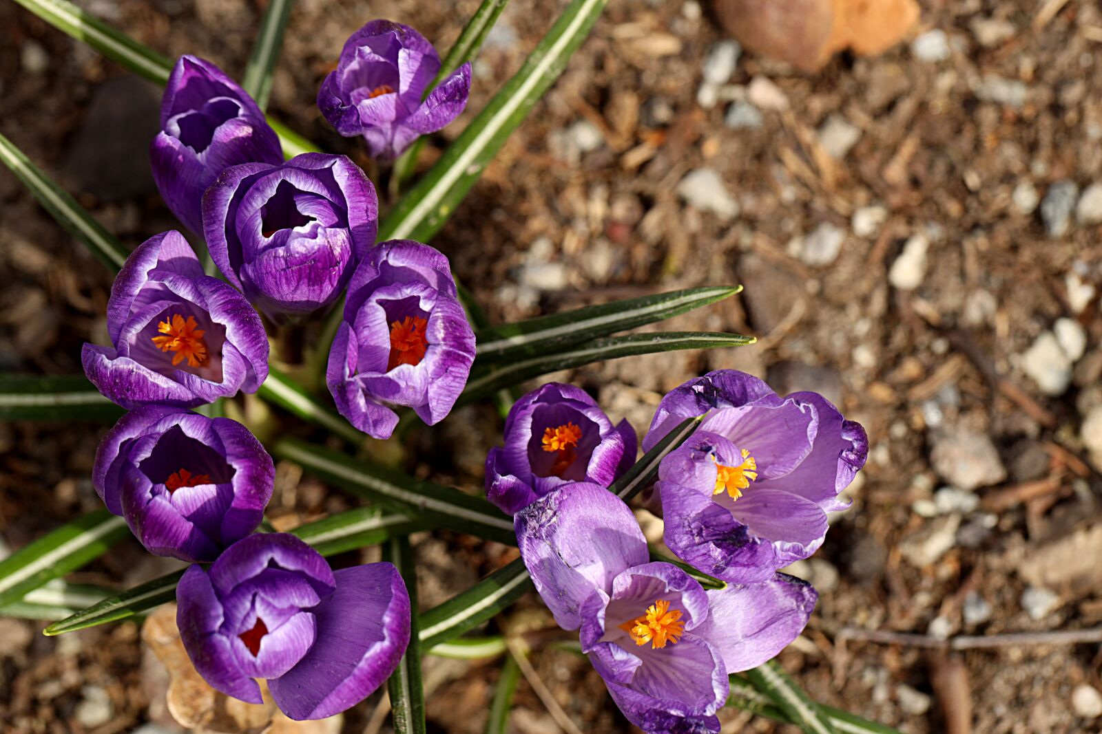 Canon EOS R sample photo. Crocus, spring, blossom photography