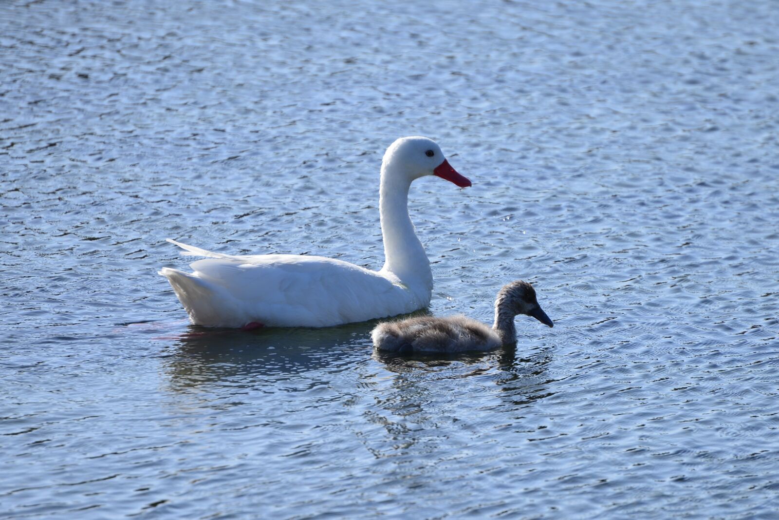 Nikon D610 sample photo. Swans, birds, water photography