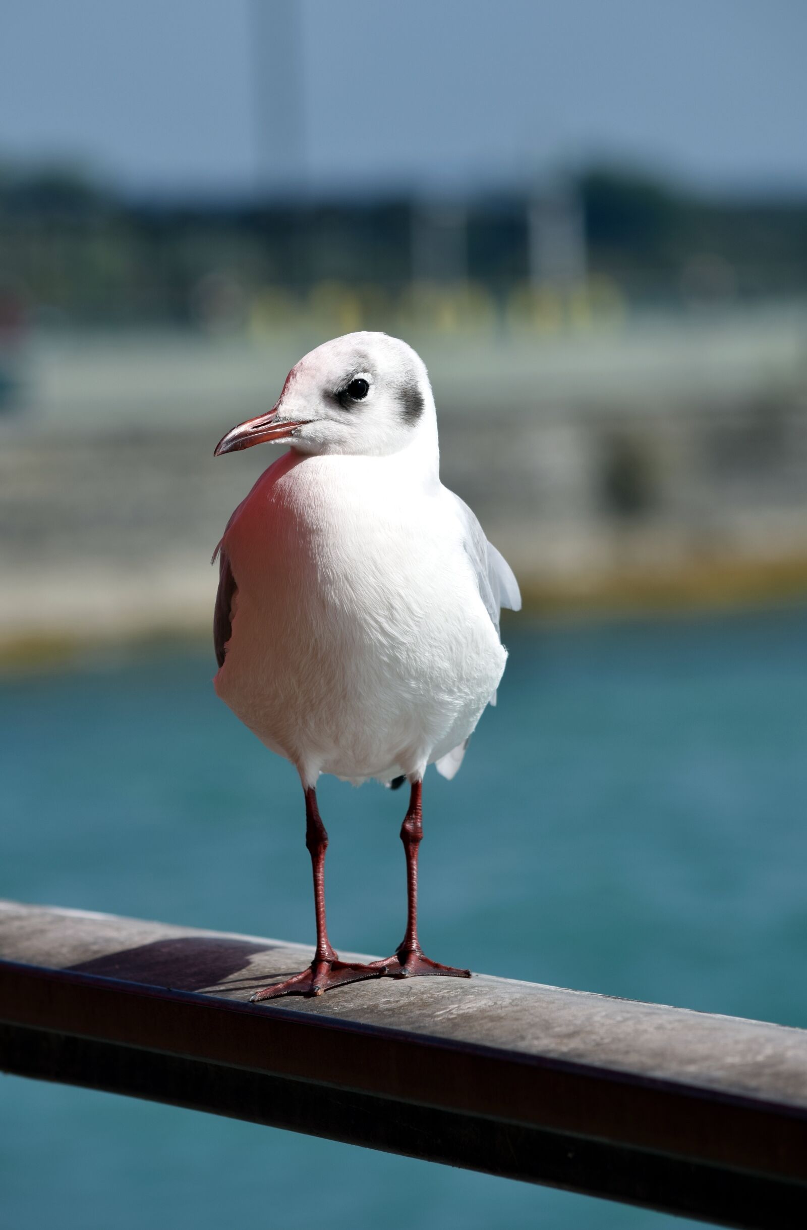 Nikon D5300 sample photo. Seagull, water, sea photography