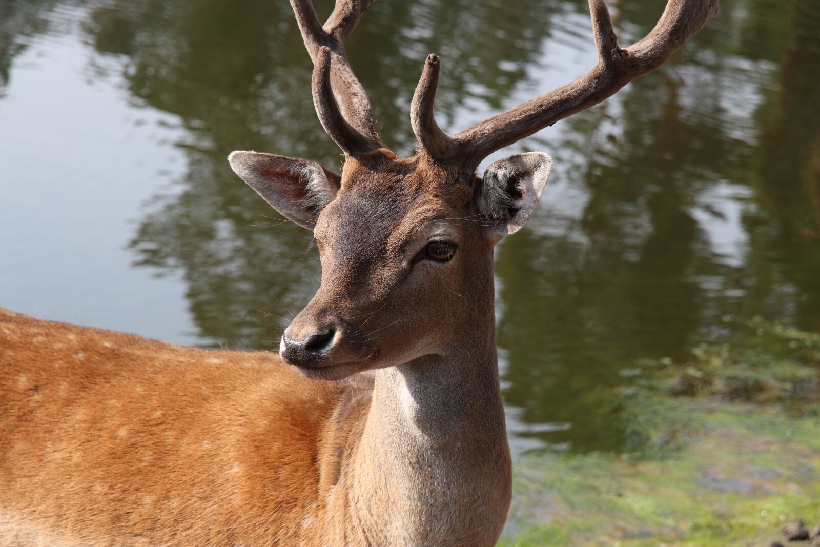 Canon EOS 650D (EOS Rebel T4i / EOS Kiss X6i) sample photo. Hirsch, wild, nature photography