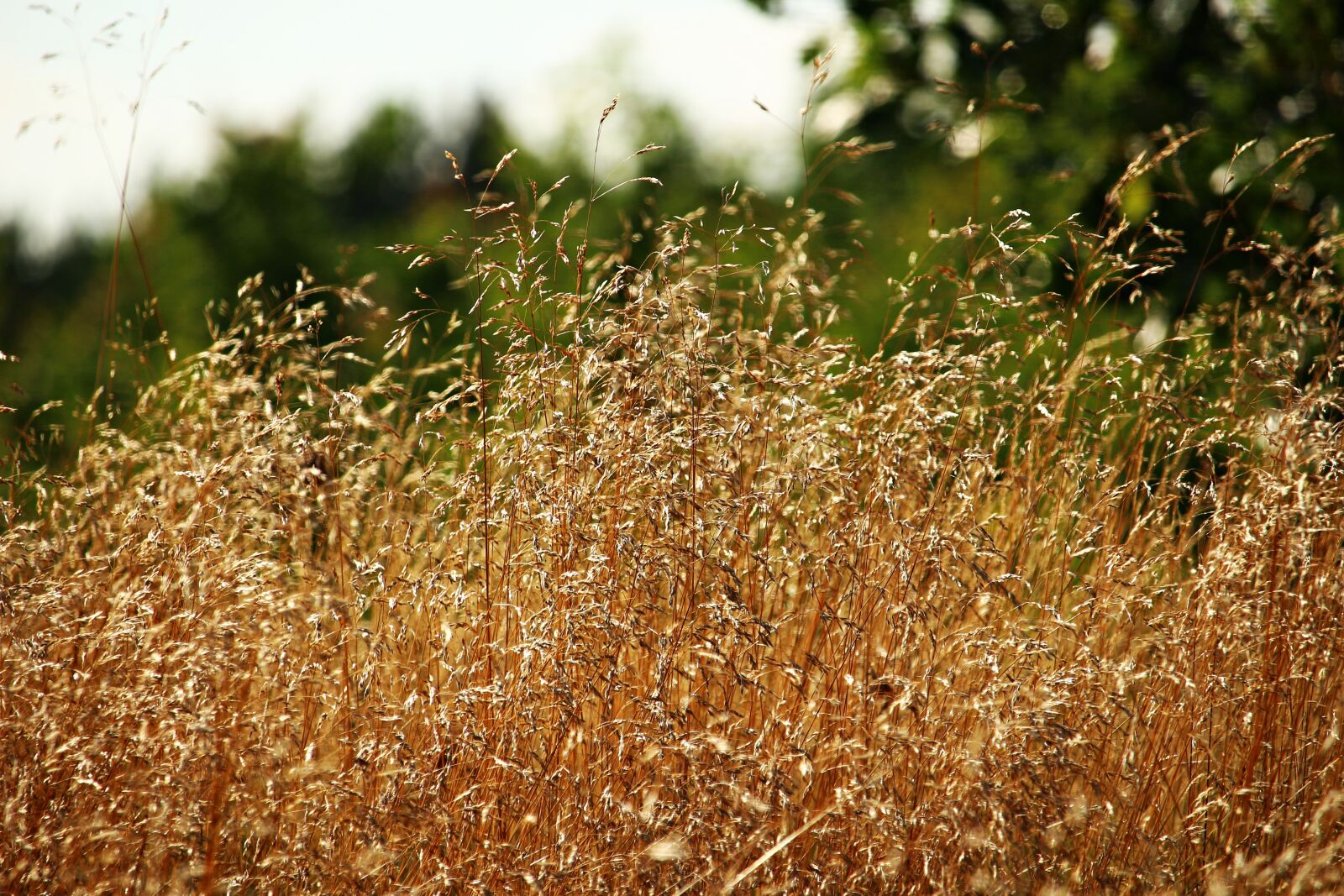 Canon EOS 100D (EOS Rebel SL1 / EOS Kiss X7) sample photo. Grass, forest grass, nature photography