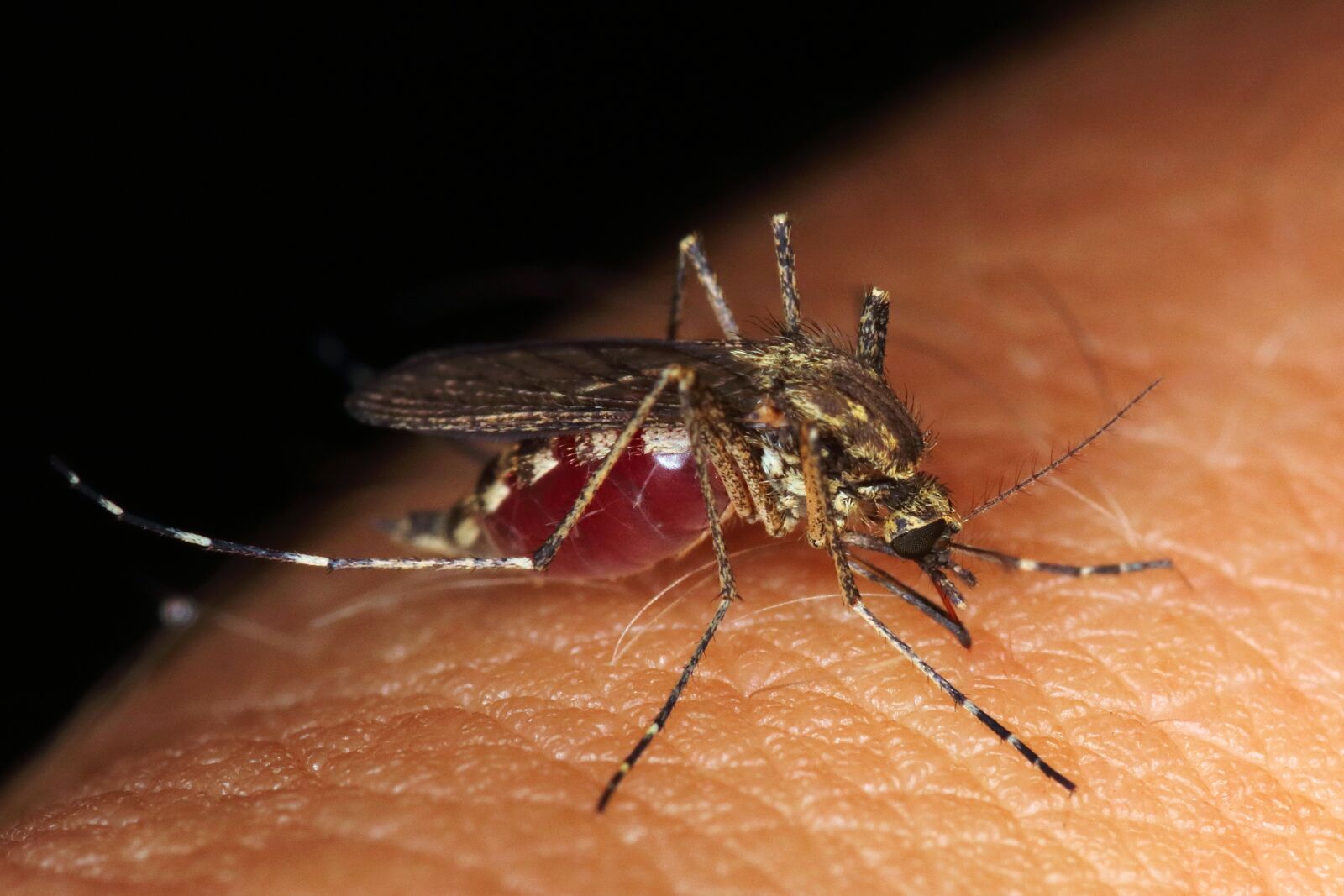 Canon EOS 80D sample photo. Mosquito, biting, insect photography