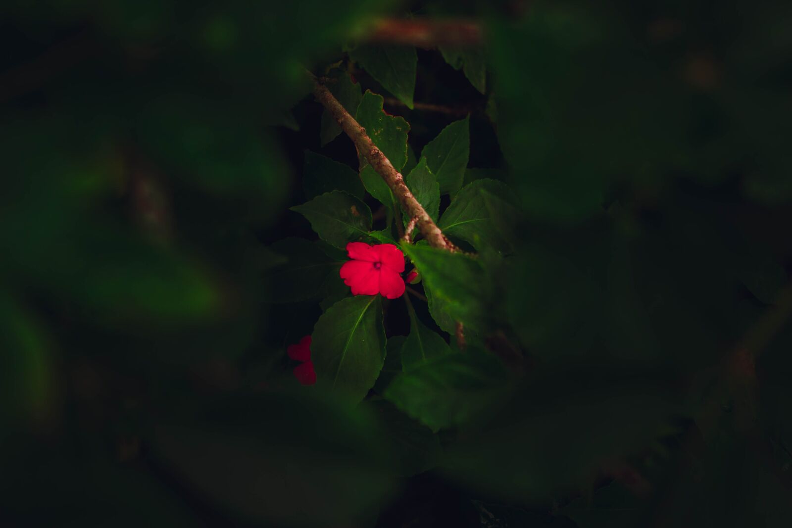 Canon EOS 700D (EOS Rebel T5i / EOS Kiss X7i) sample photo. Flower, red, green photography