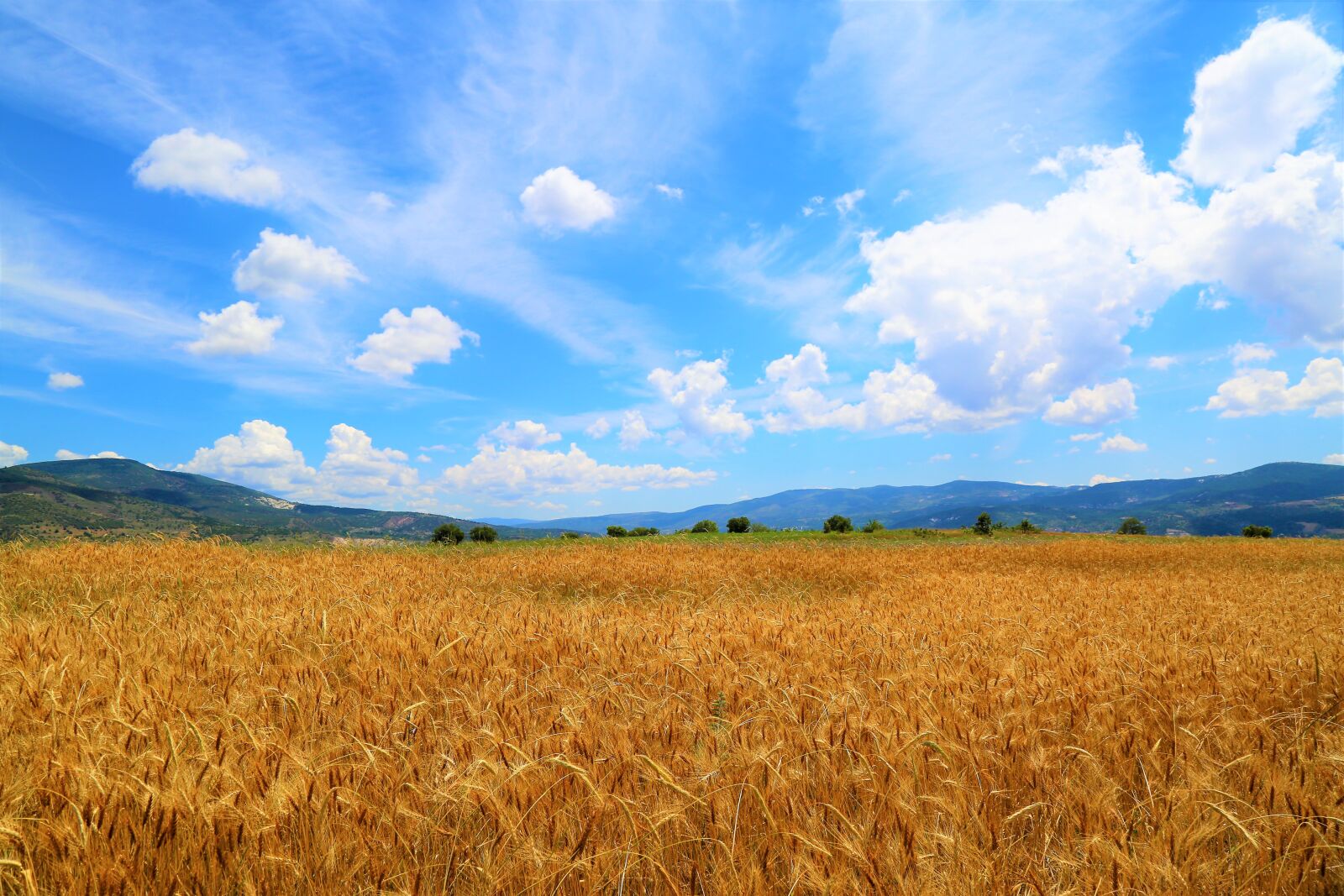 Canon EF 24-105mm F4L IS USM sample photo. Wheat, field, land photography