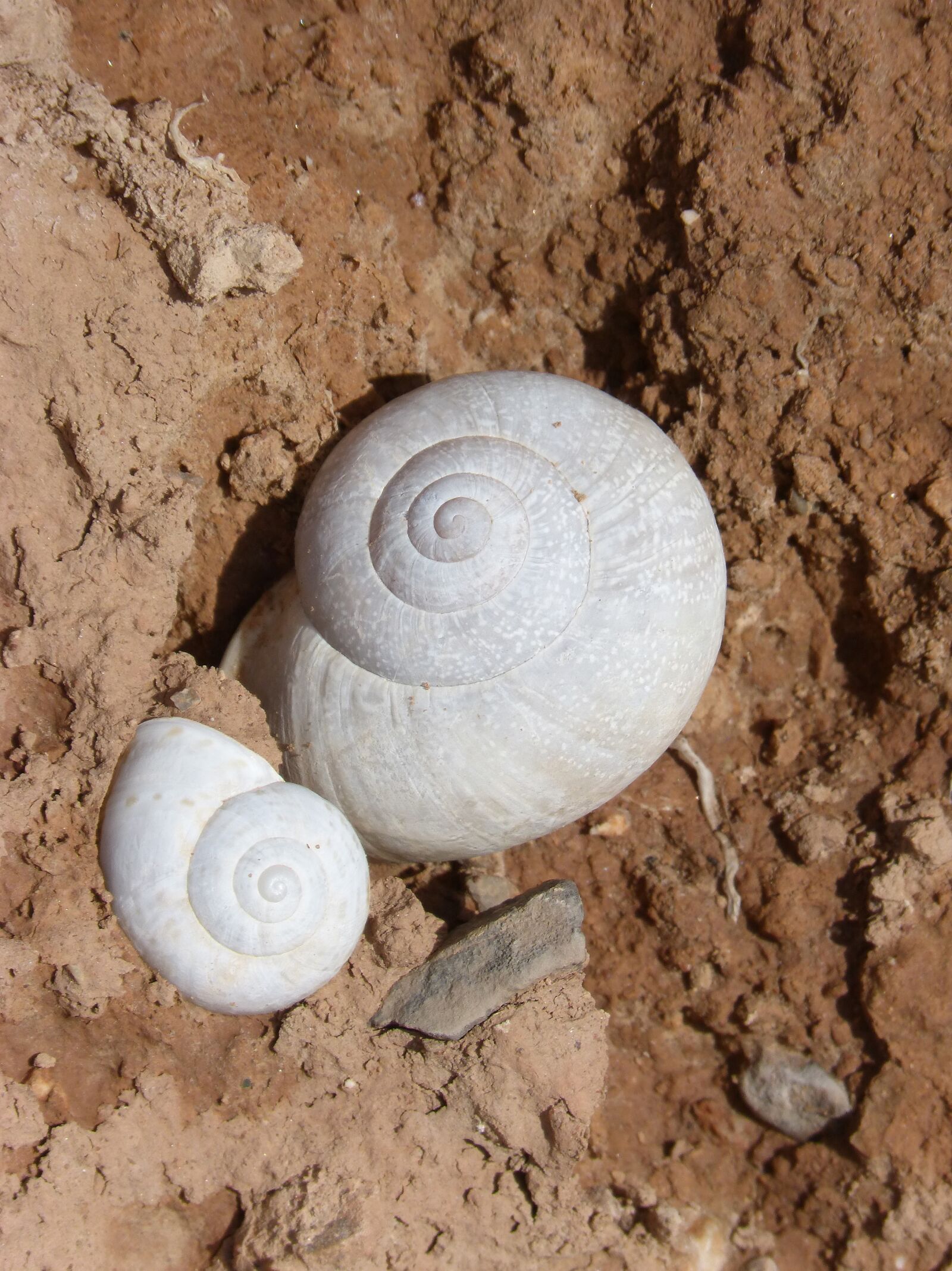 Panasonic DMC-FZ62 sample photo. Snail, snails, shell photography
