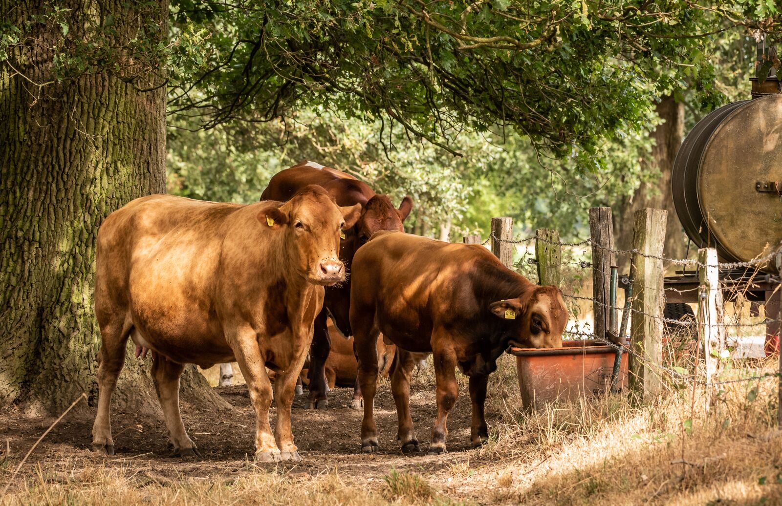 Nikon D750 sample photo. Cows, livestock, beef photography