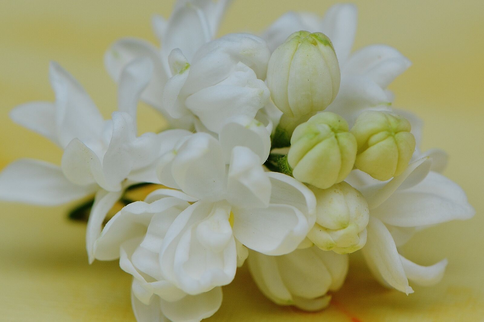 Nikon D3200 sample photo. Lilac, white, plant photography