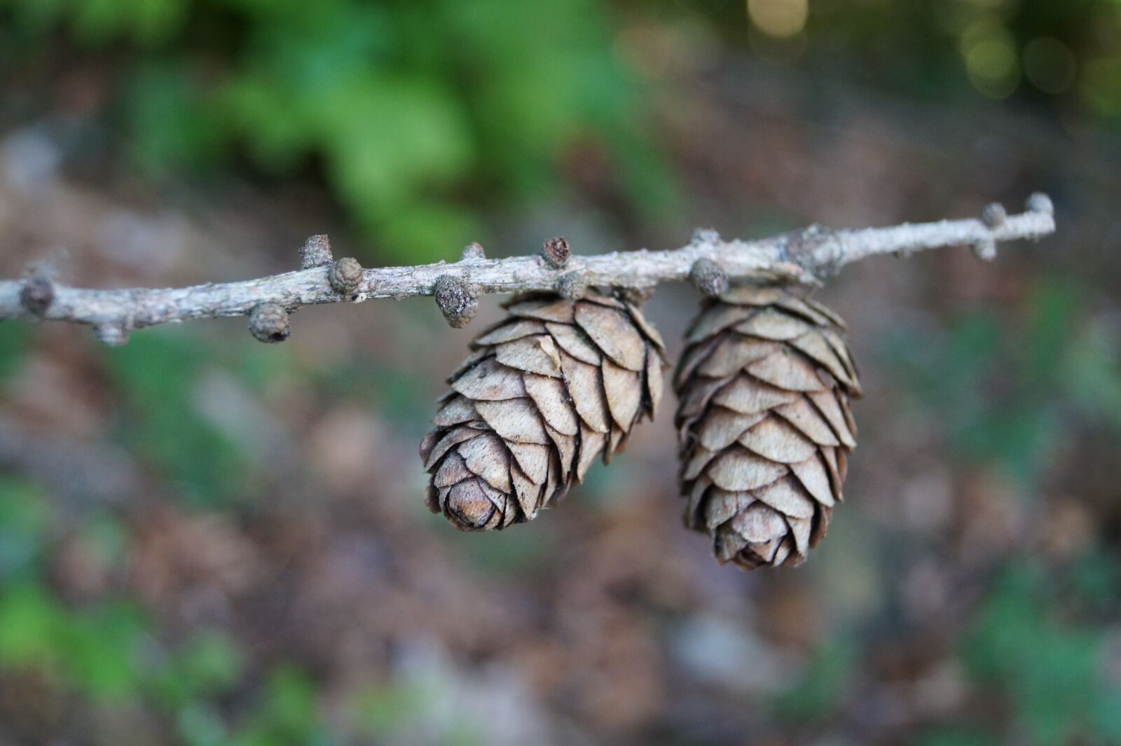 Sony DT 18-55mm F3.5-5.6 SAM II sample photo. Pine cones, spruce, brown photography