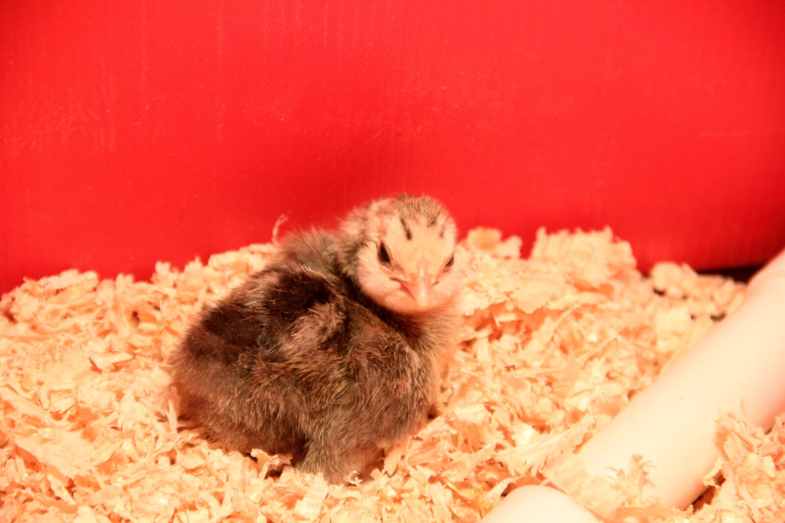 Canon EOS 60D + Canon EF-S 18-135mm F3.5-5.6 IS sample photo. Chick, incubator, spring photography
