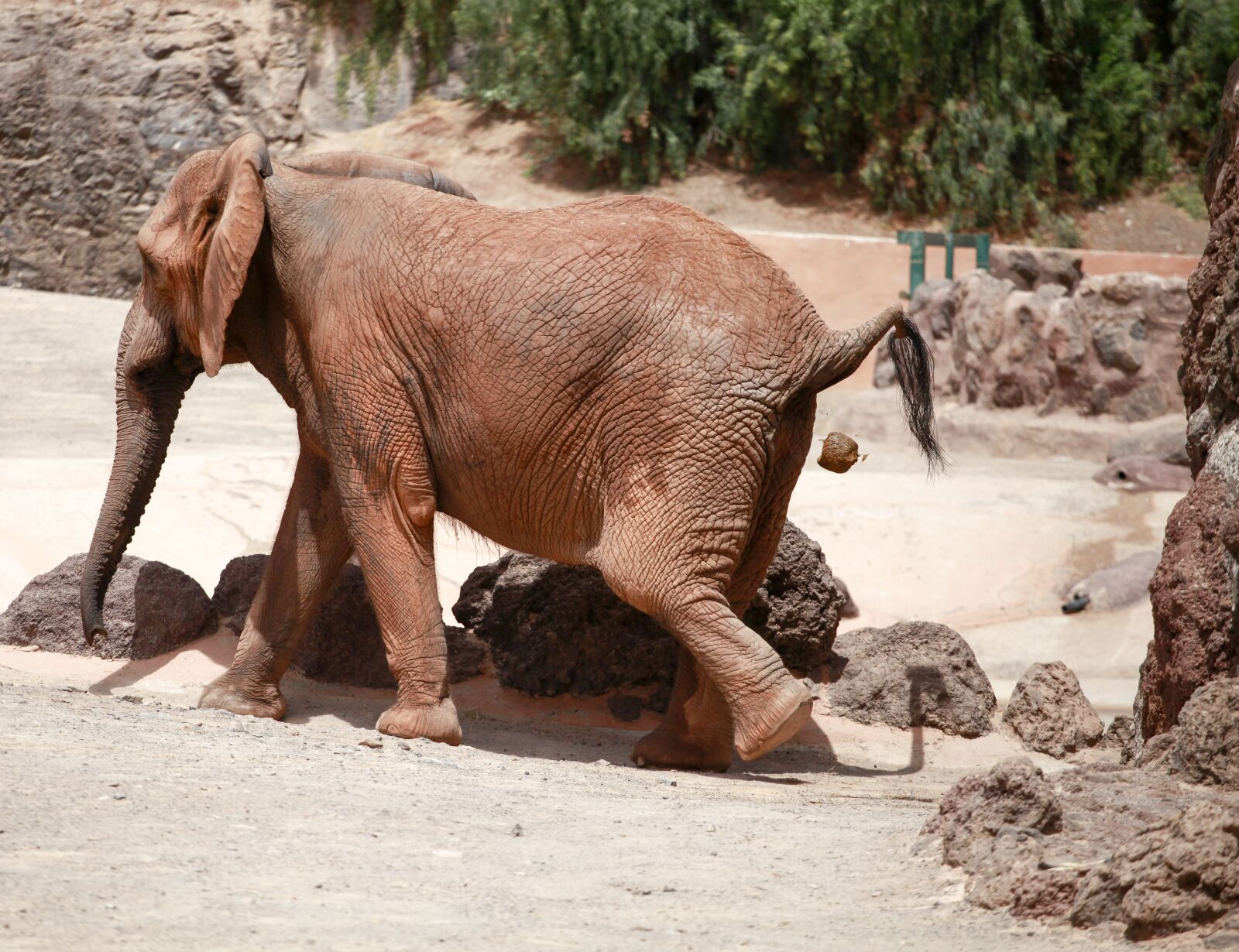 Canon EOS 5D Mark II sample photo. Elephant, kot, animal photography