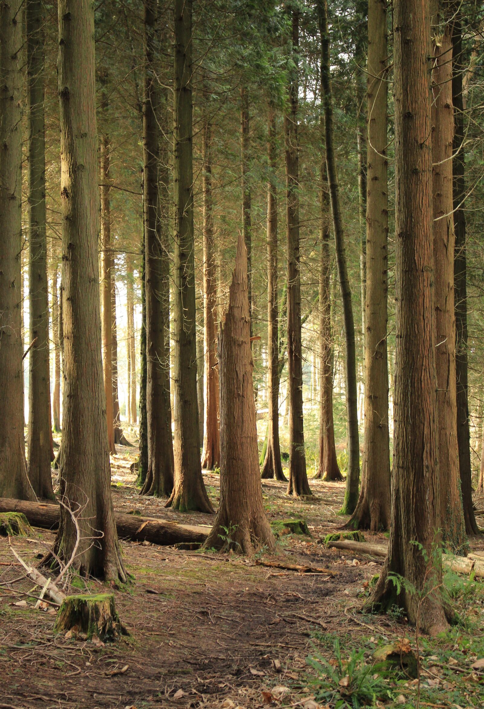 Canon EOS 700D (EOS Rebel T5i / EOS Kiss X7i) sample photo. Trees, forest, woods photography