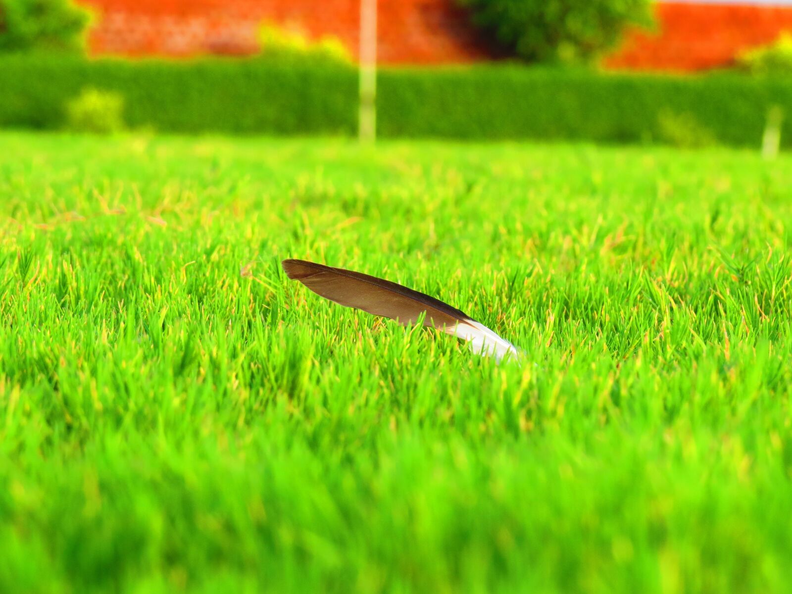 Canon PowerShot SX50 HS sample photo. Feather, quill, plume photography