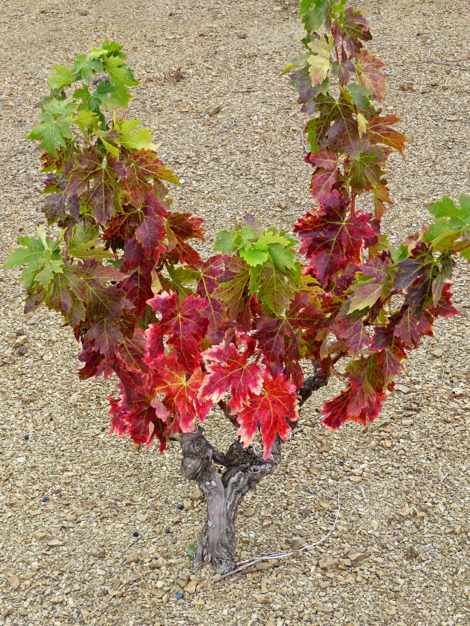 Panasonic DMC-FZ62 sample photo. Vineyard, slaty ground, slate photography
