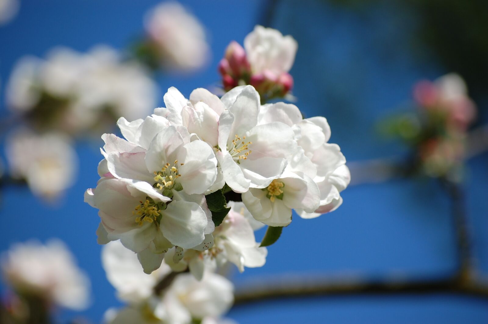 Nikon D40 sample photo. Apple blossom, spring, apple photography