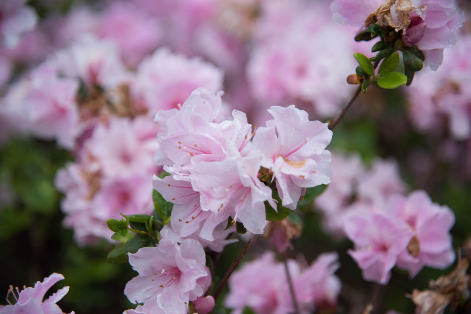 Nikon D810 sample photo. Flower, spring, flowers photography