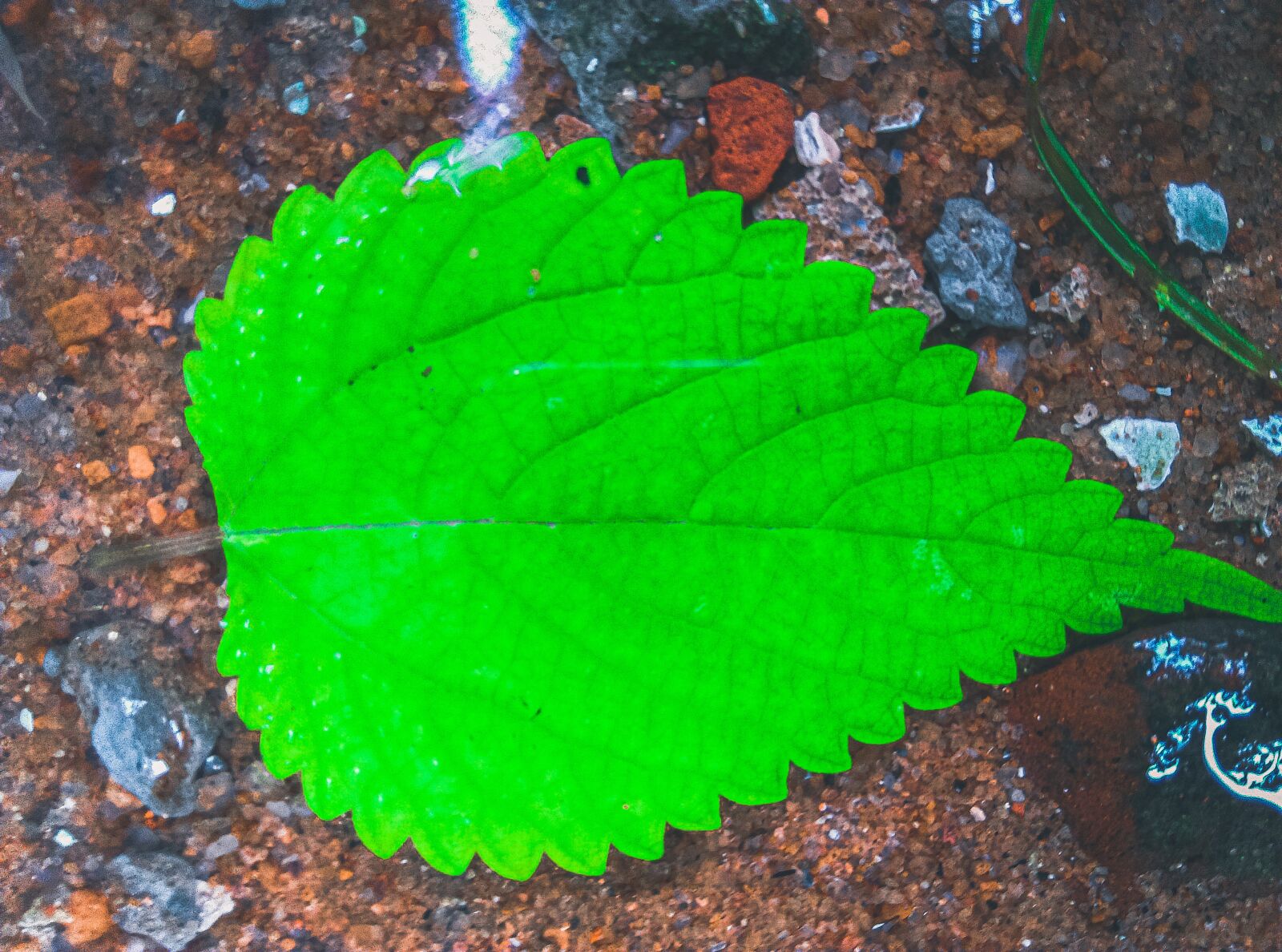 HTC DESIRE 10 LIFESTYLE sample photo. Leaf, underwater leaf, wallpaper photography