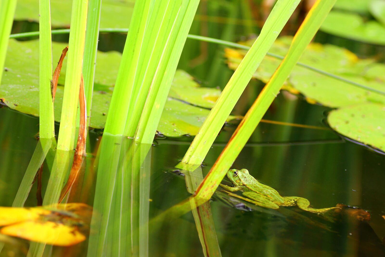 Canon EOS 7D sample photo. Frog, amphibians, pond photography