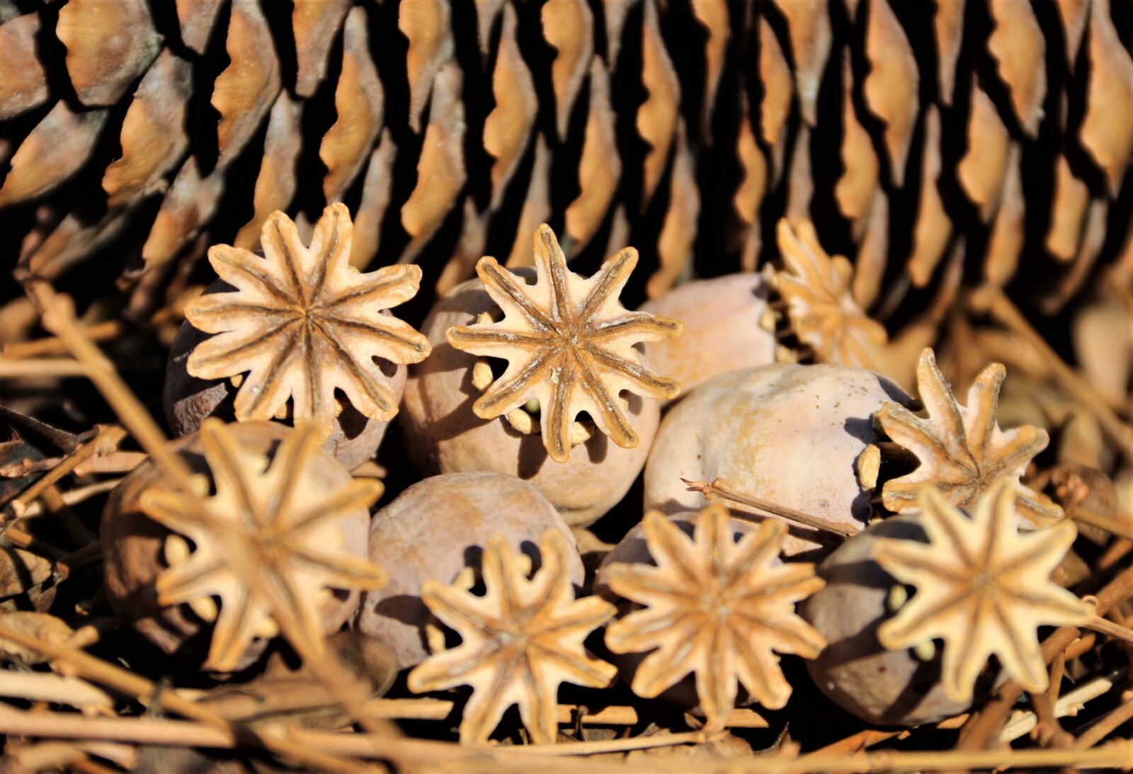 Canon EOS 700D (EOS Rebel T5i / EOS Kiss X7i) sample photo. Poppy, heads, seed photography