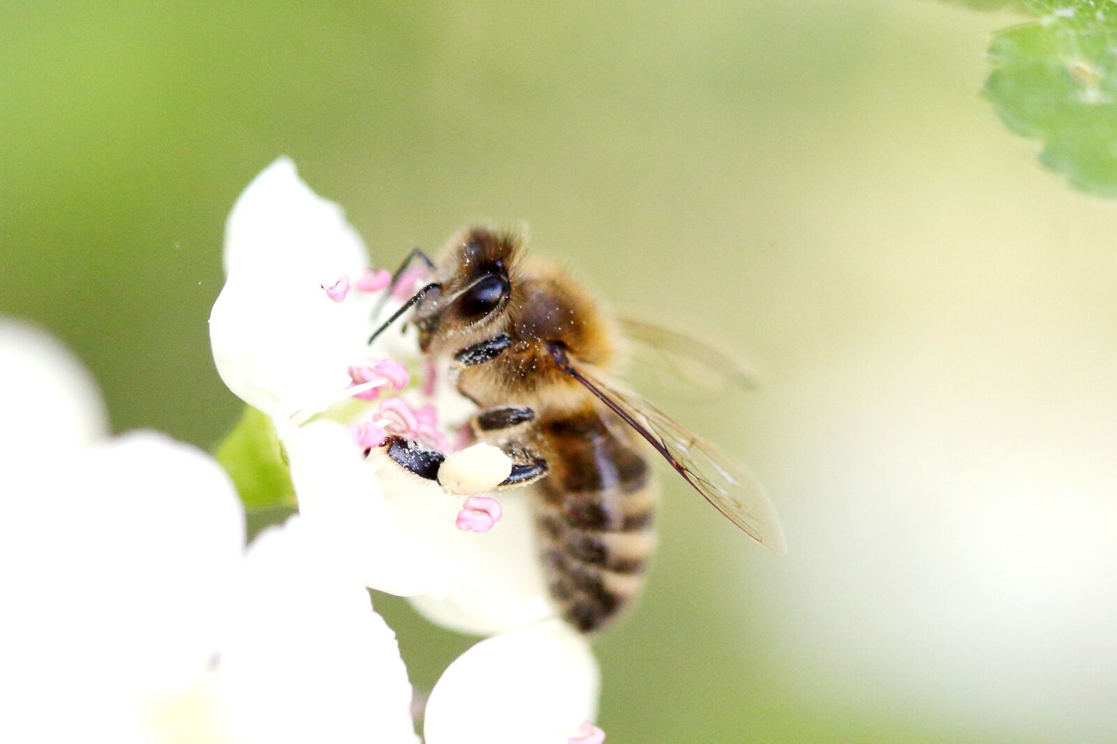 Canon EOS 1200D (EOS Rebel T5 / EOS Kiss X70 / EOS Hi) sample photo. Bee, blossom, bloom photography
