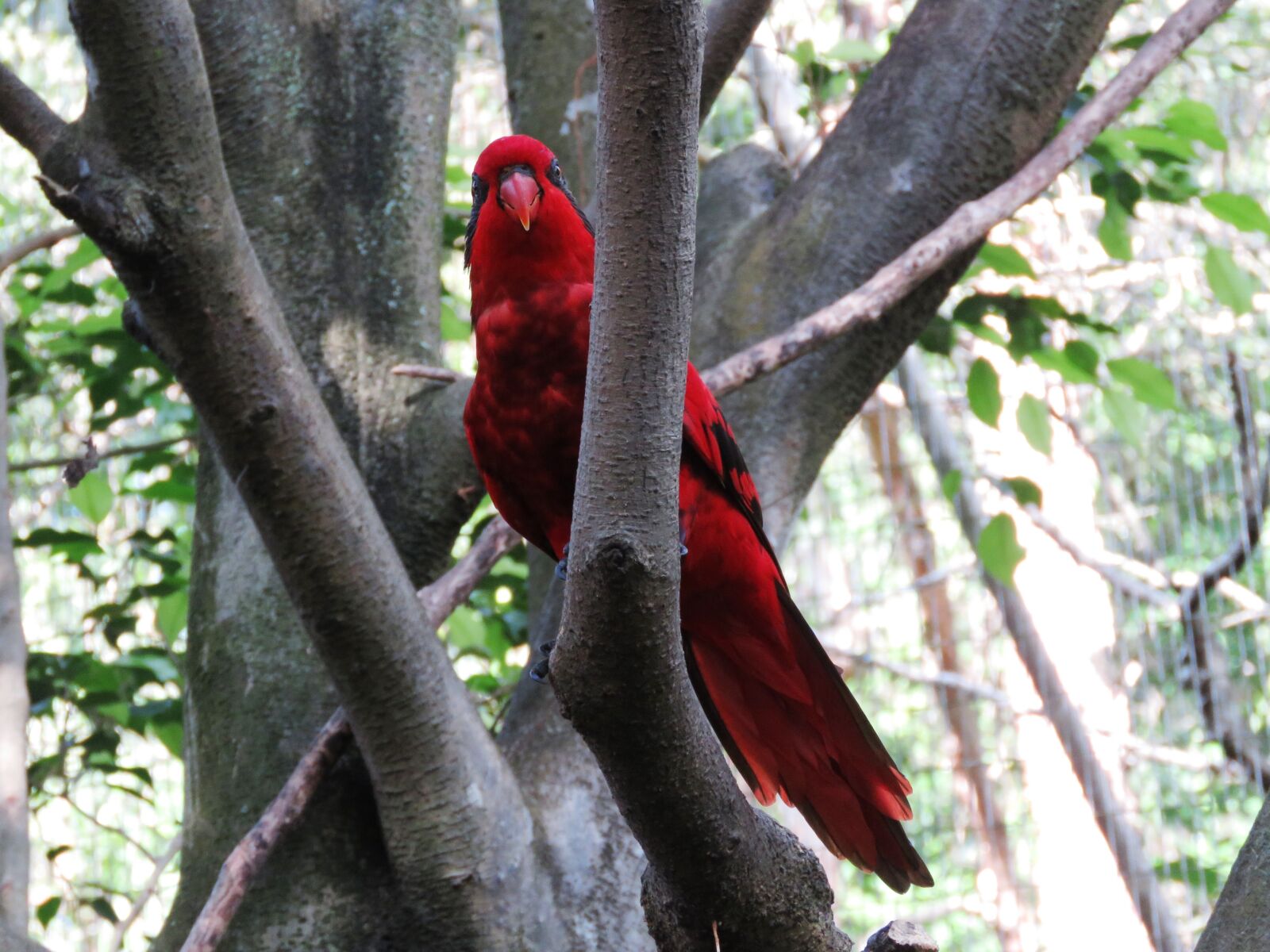 Canon PowerShot SX60 HS sample photo. Parrot, bird, macaw photography
