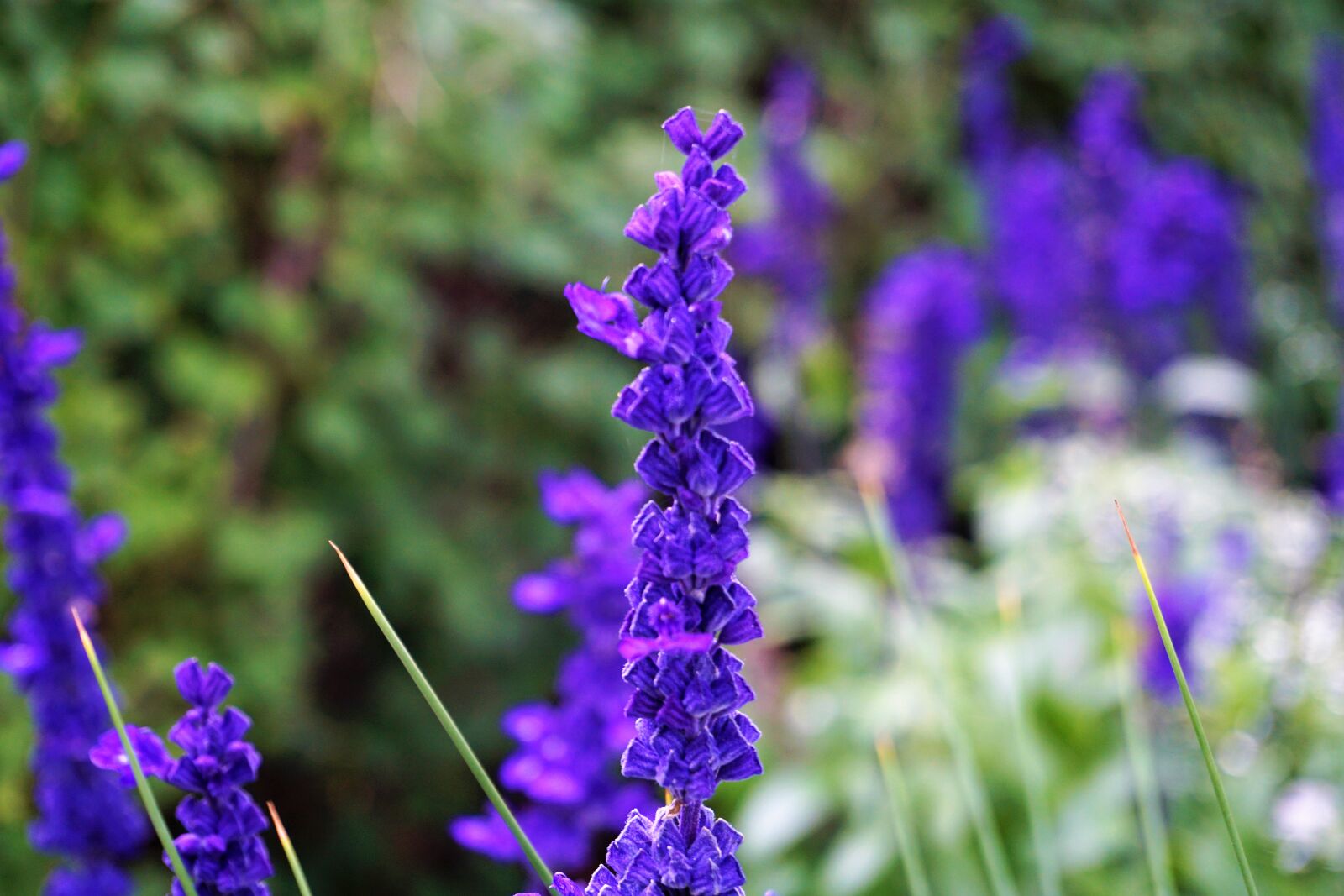 Sony a6000 sample photo. Blue, flowers photography