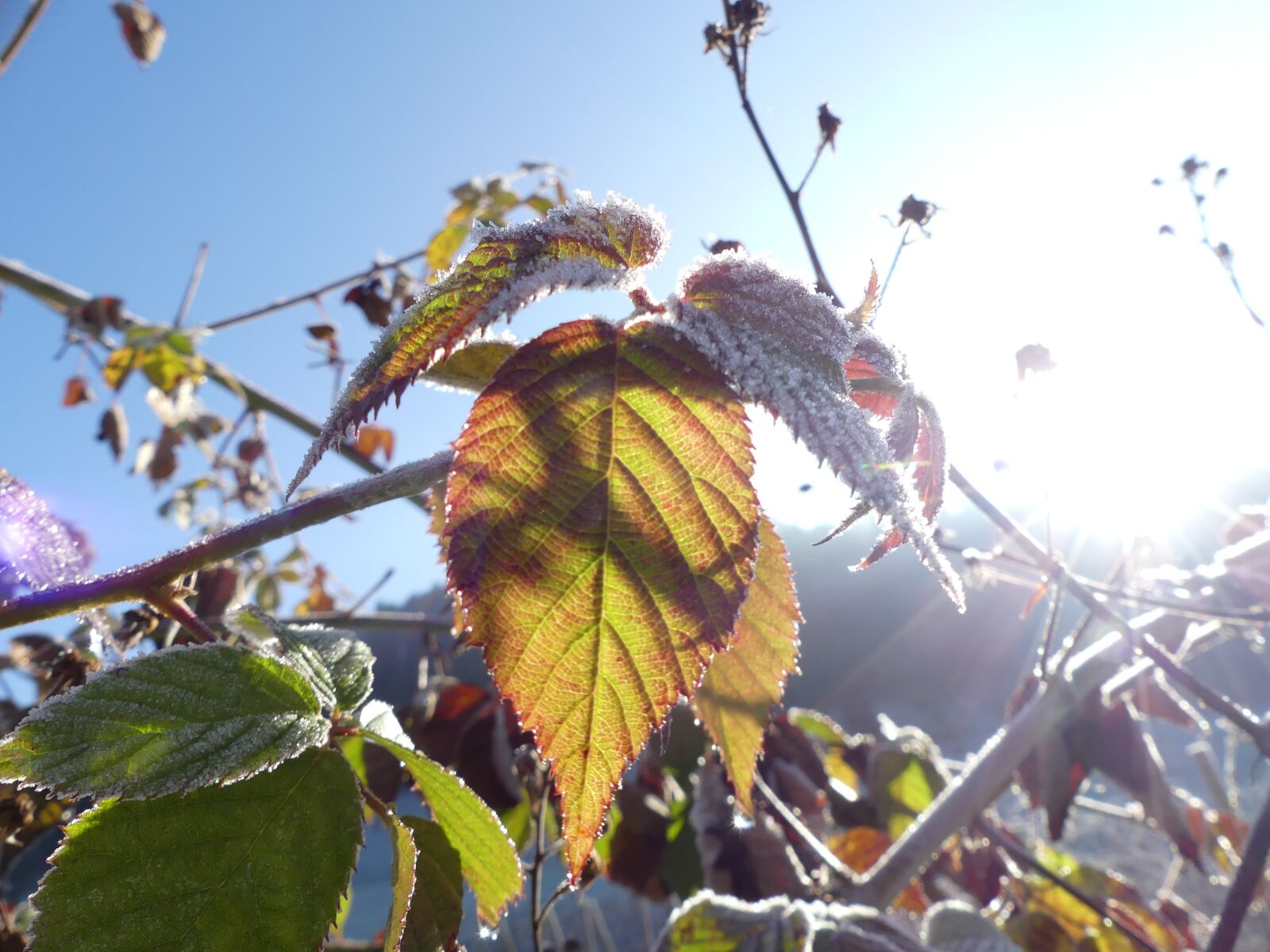 Panasonic Lumix DMC-FZ300 sample photo. Brombeerlaub, sun, frost photography