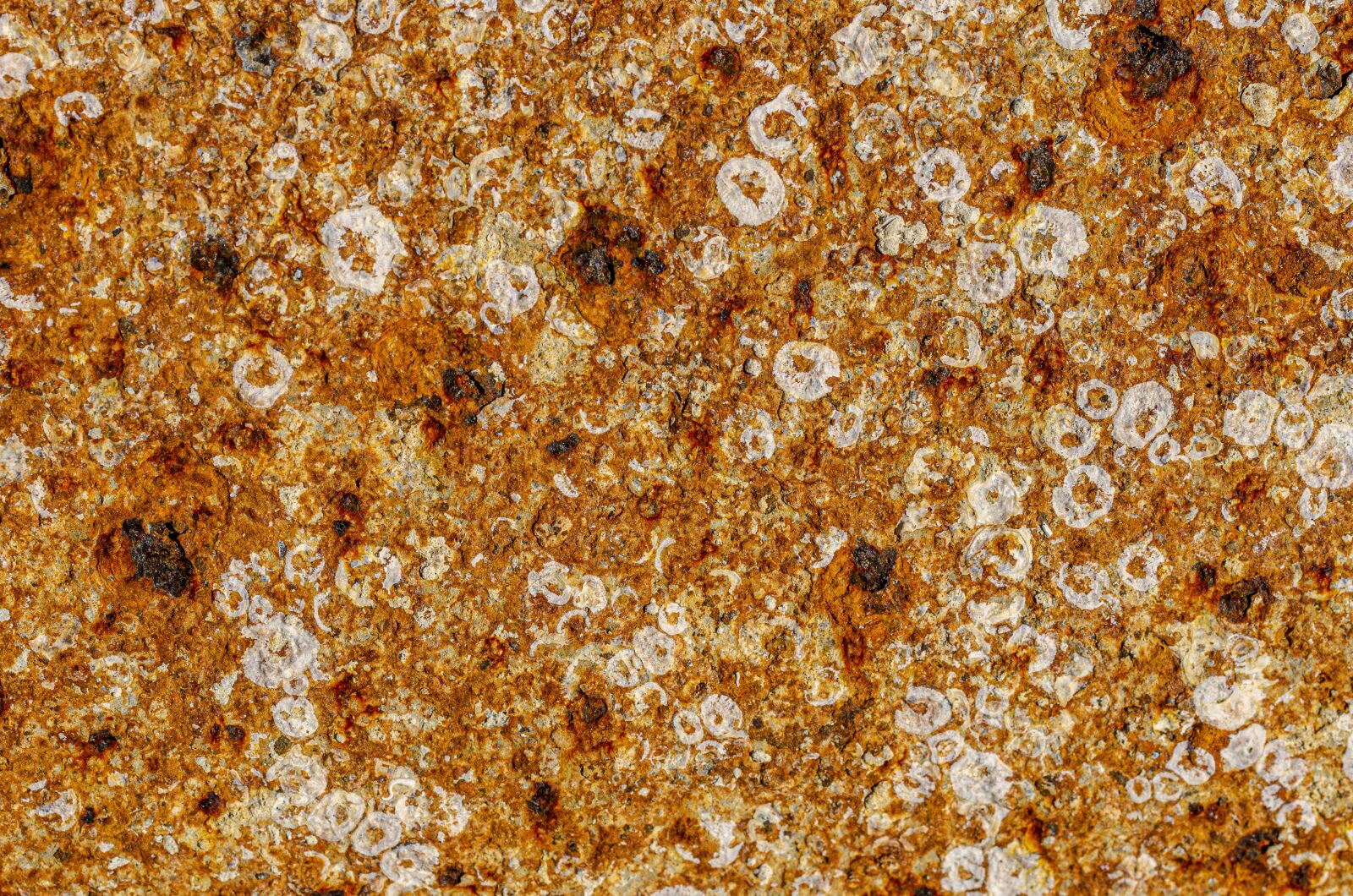 Nikon D7000 sample photo. Rust, iron, orange photography