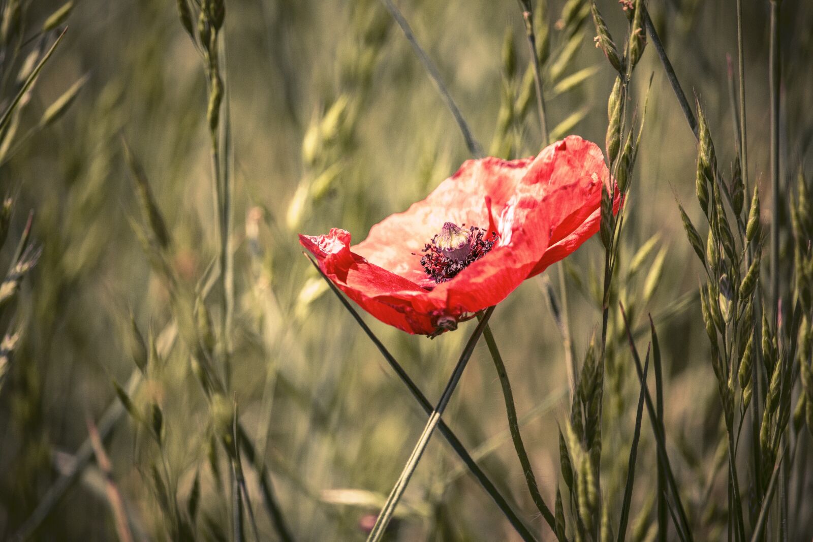 Canon EOS 700D (EOS Rebel T5i / EOS Kiss X7i) sample photo. Poppy, blossom, bloom photography