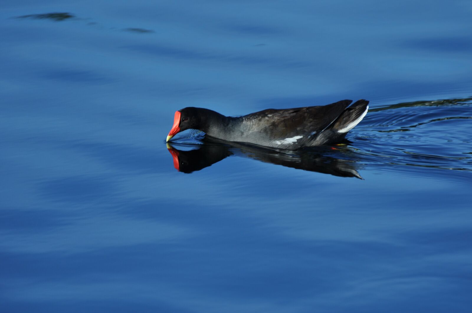 Nikon D90 sample photo. Wildlife, hens, ducklings photography