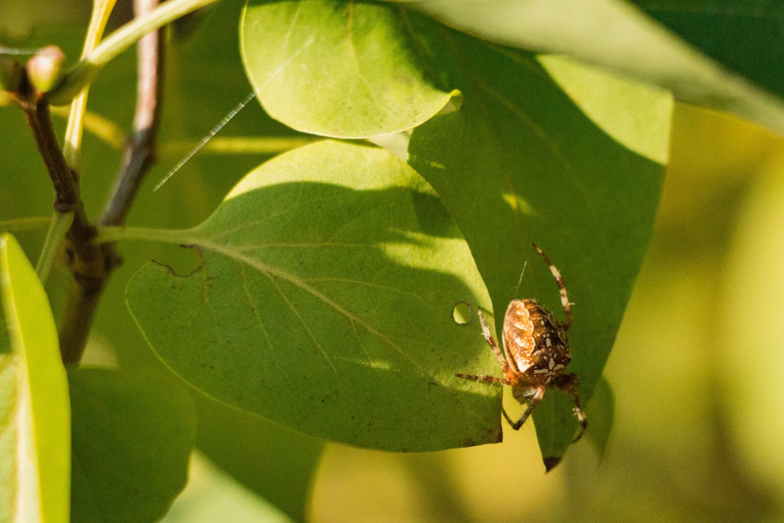 Canon EOS 70D sample photo. Sunshine, spider, insect photography