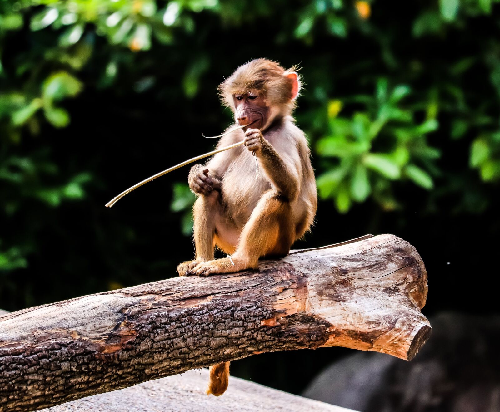 Canon EF-S 55-250mm F4-5.6 IS STM sample photo. Baboons, primate, monkey photography