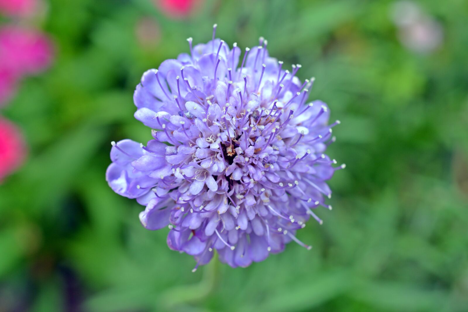 Nikon D5200 sample photo. Flower, blossom, bloom photography