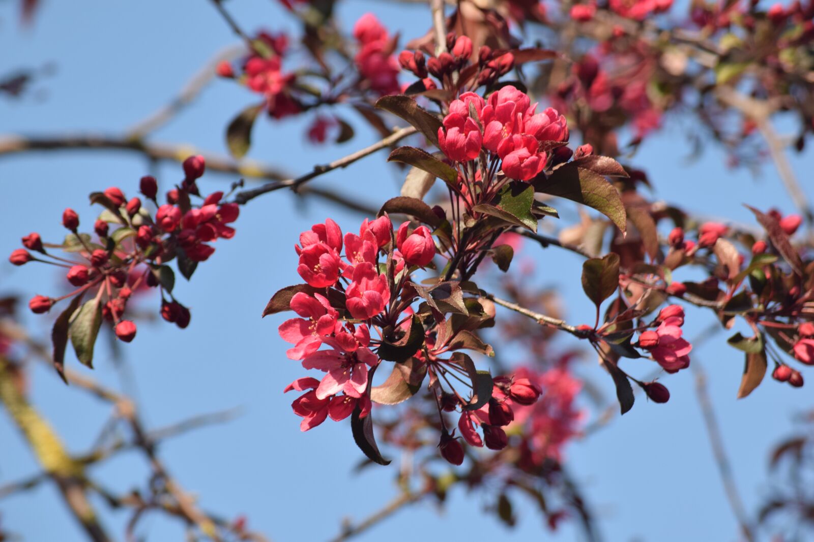 Nikon D3300 sample photo. Hellevoetsluis, blossom, flowers photography