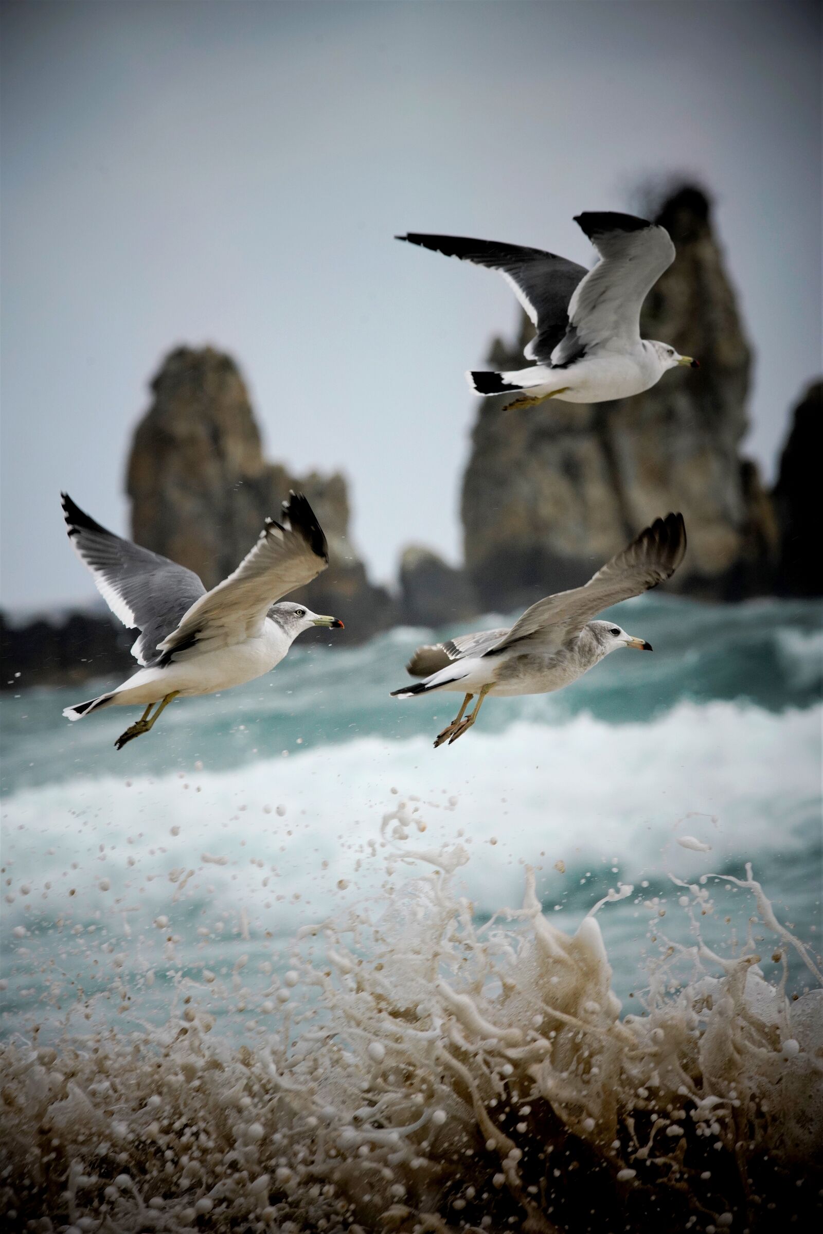 Canon EF 300mm F4L IS USM sample photo. Seagull, sea, wave photography