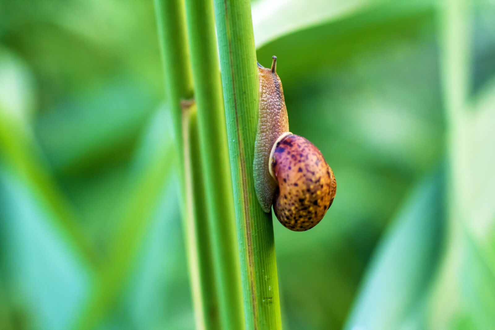 Canon EOS 600D (Rebel EOS T3i / EOS Kiss X5) sample photo. Snail, green, crawling photography