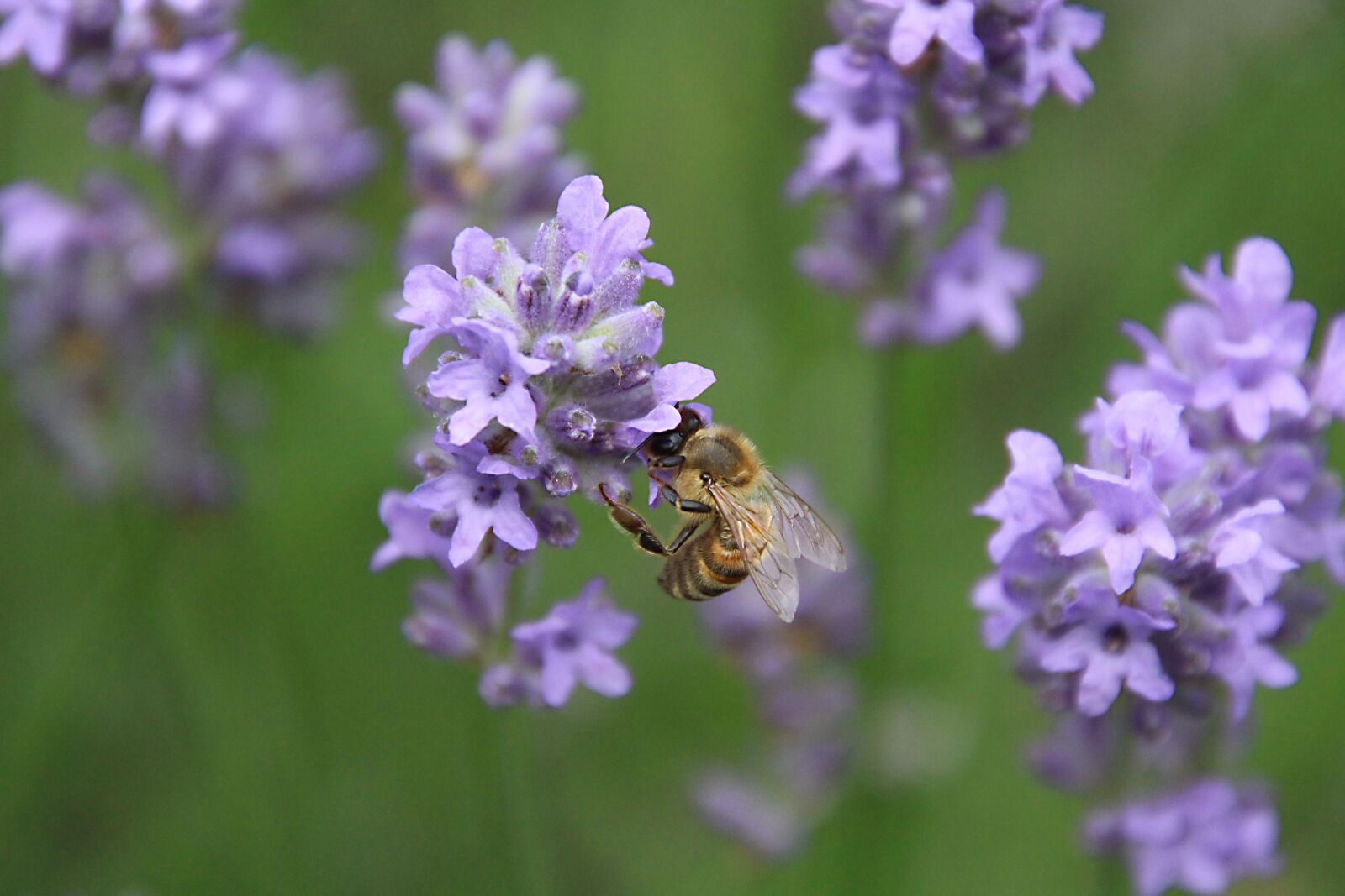 Canon EOS 700D (EOS Rebel T5i / EOS Kiss X7i) sample photo. Bee, lavender, nature photography