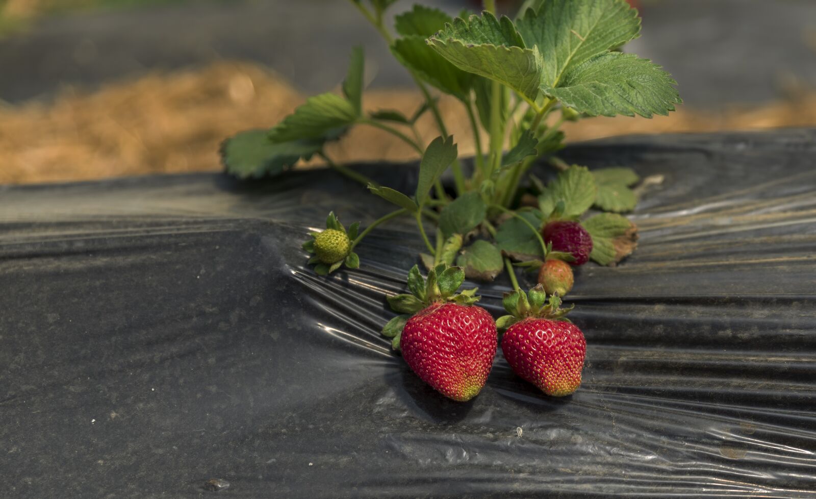 Tamron SP 24-70mm F2.8 Di VC USD sample photo. Strawberry, red, fruit photography