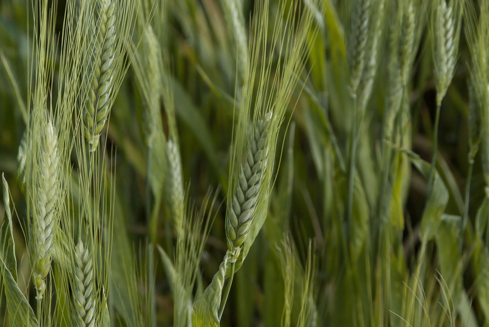 Pentax K10D sample photo. Wheat, cereals, spikes photography