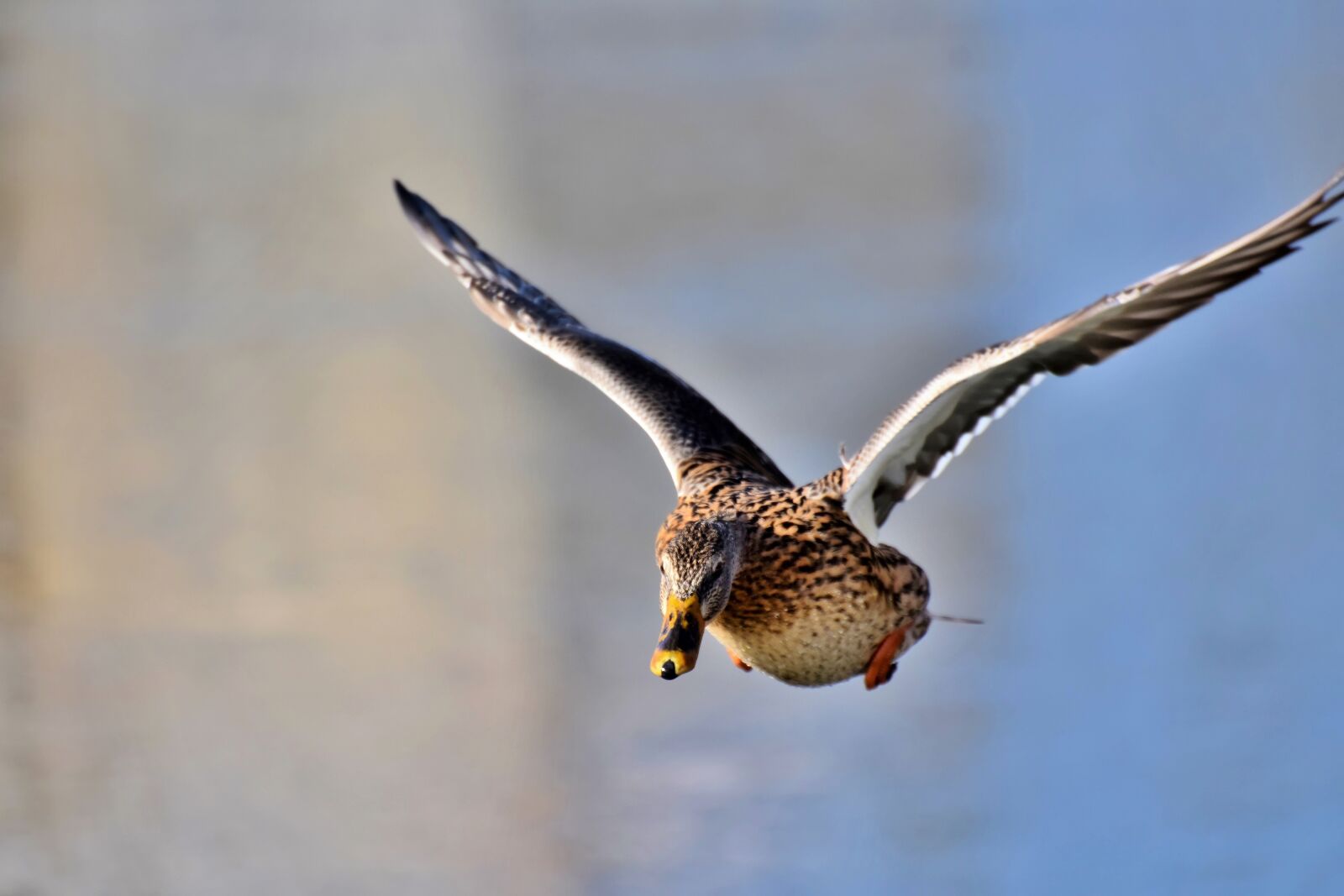 Nikon D7200 sample photo. Duck, water bird, mallard photography
