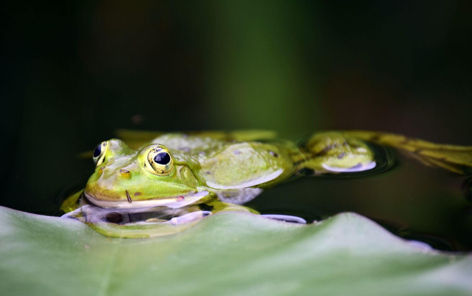 Nikon D3300 sample photo. Frog, green, green frog photography