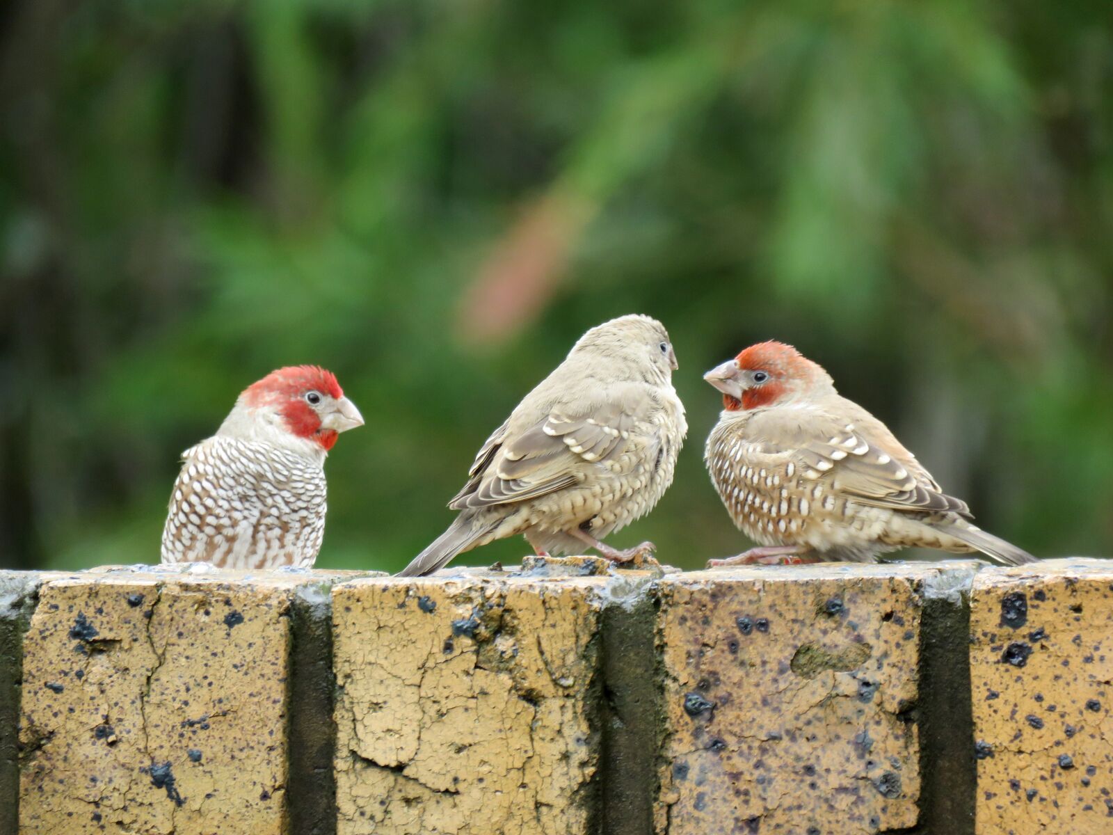 Canon PowerShot SX60 HS sample photo. Birds, finch, red headed photography