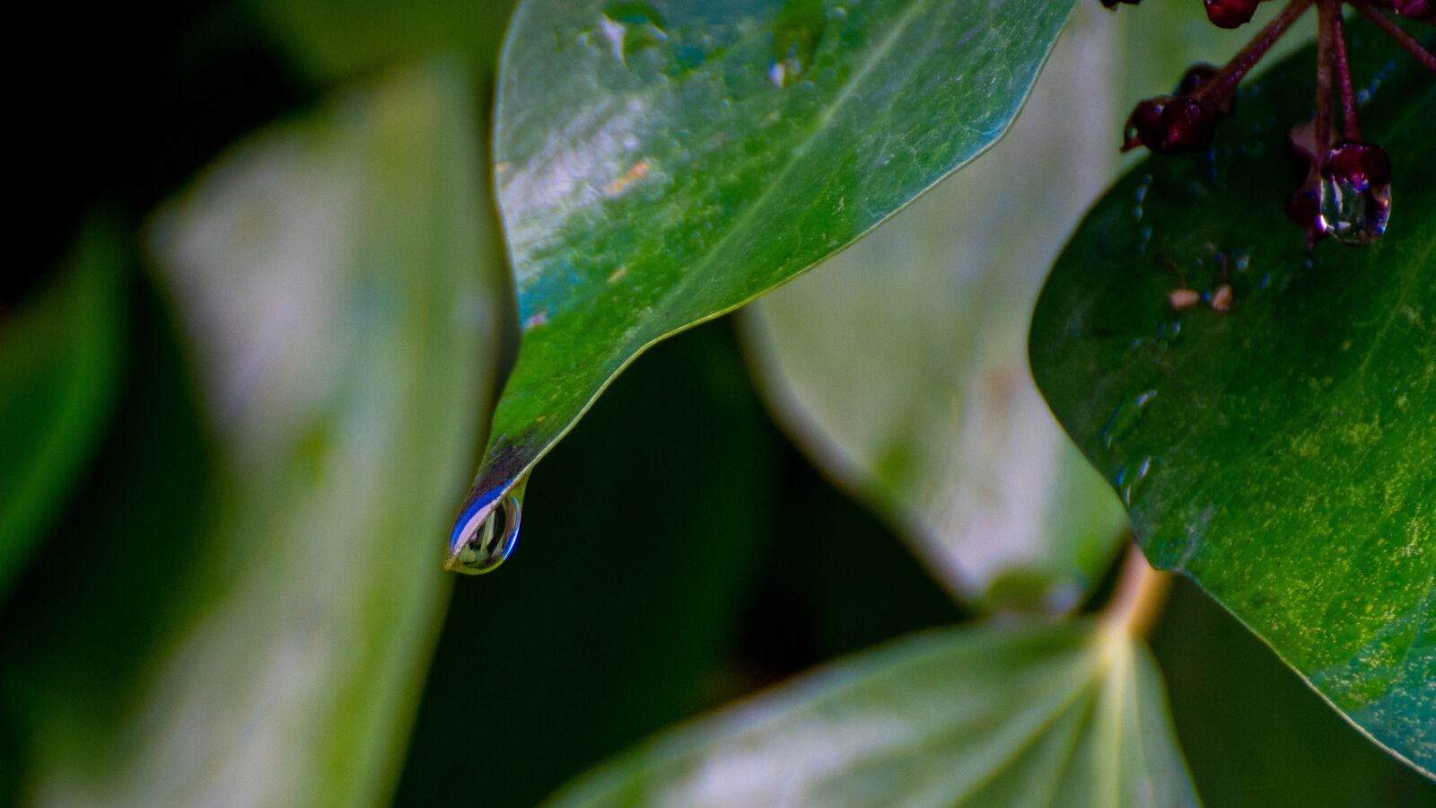 Sony a6500 sample photo. Drop, green, plant photography