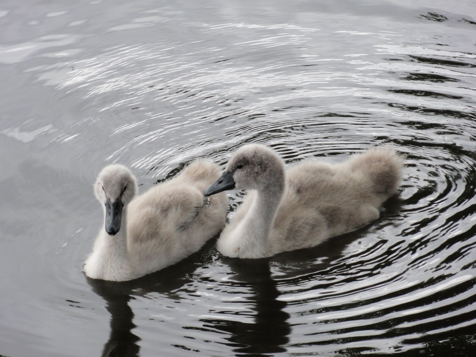 Sony DSC-HX5V sample photo. Chatter, twins, swan chicks photography