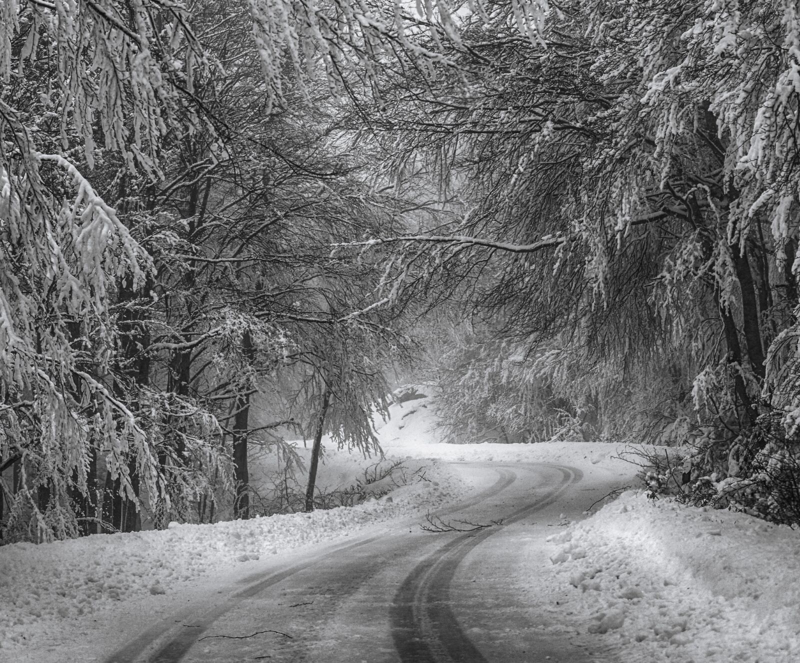 Nikon D5300 sample photo. Snow, tree, cold photography