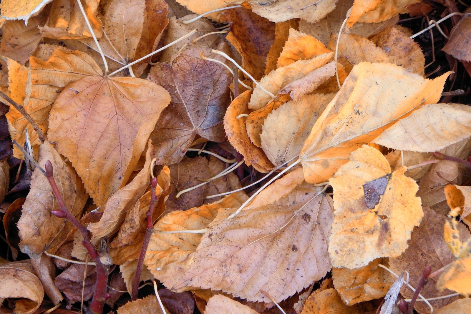 Fujifilm FinePix SL1000 sample photo. Leaves, colorful leaves, autumn photography