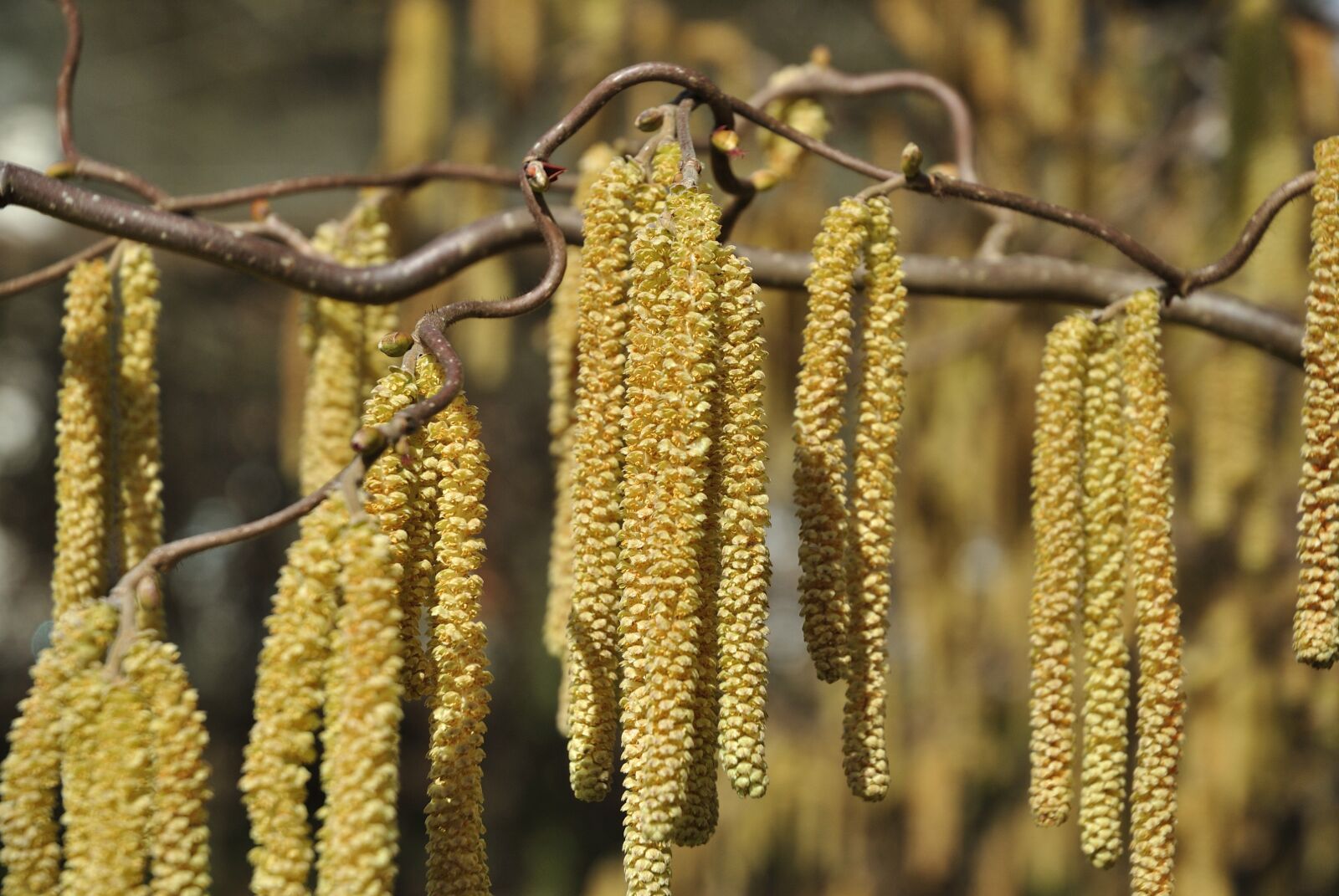 Nikon D3000 sample photo. Plant, nature, tree photography
