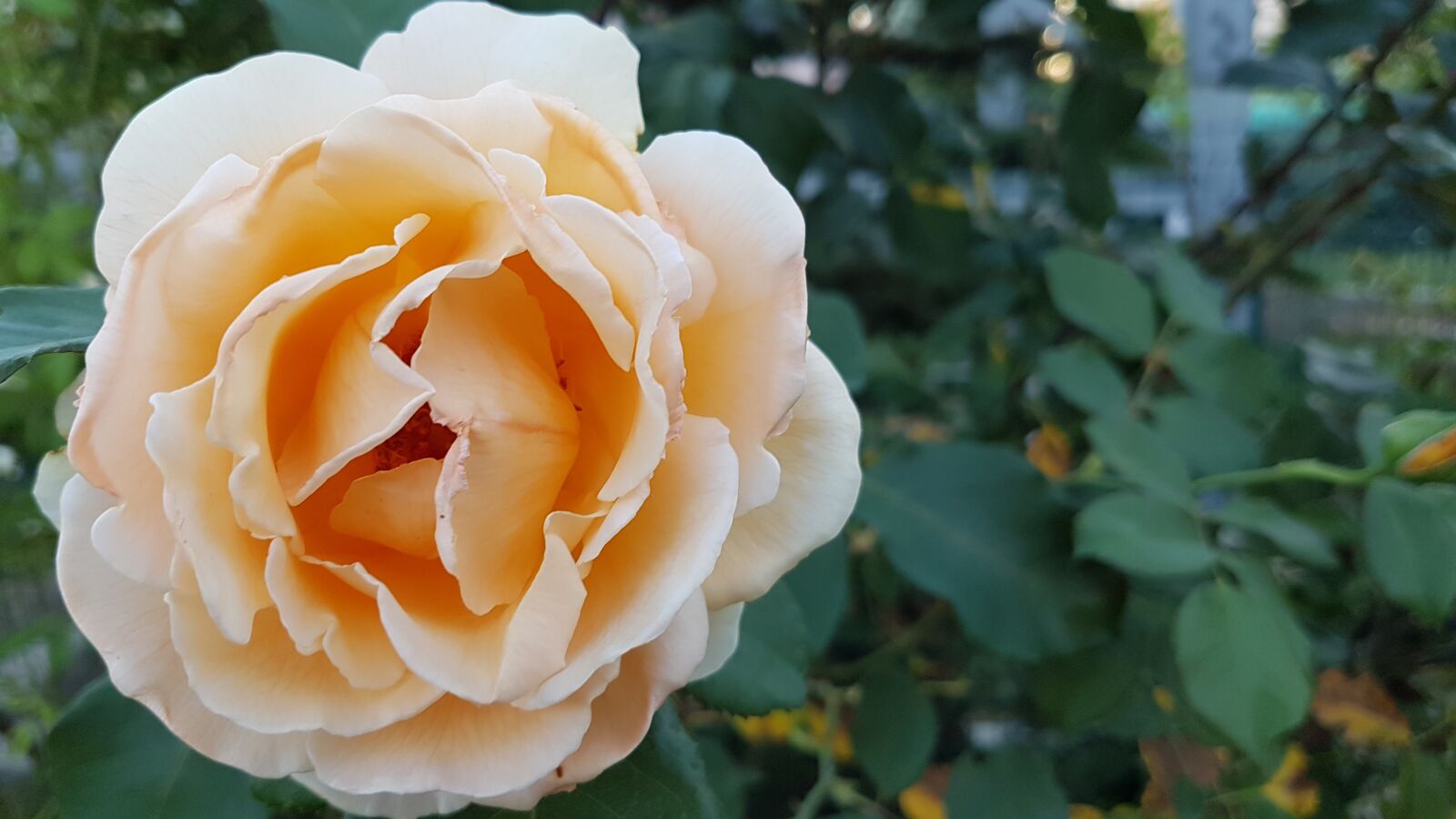 Samsung Galaxy S7 Edge sample photo. Rose, garden, nature photography