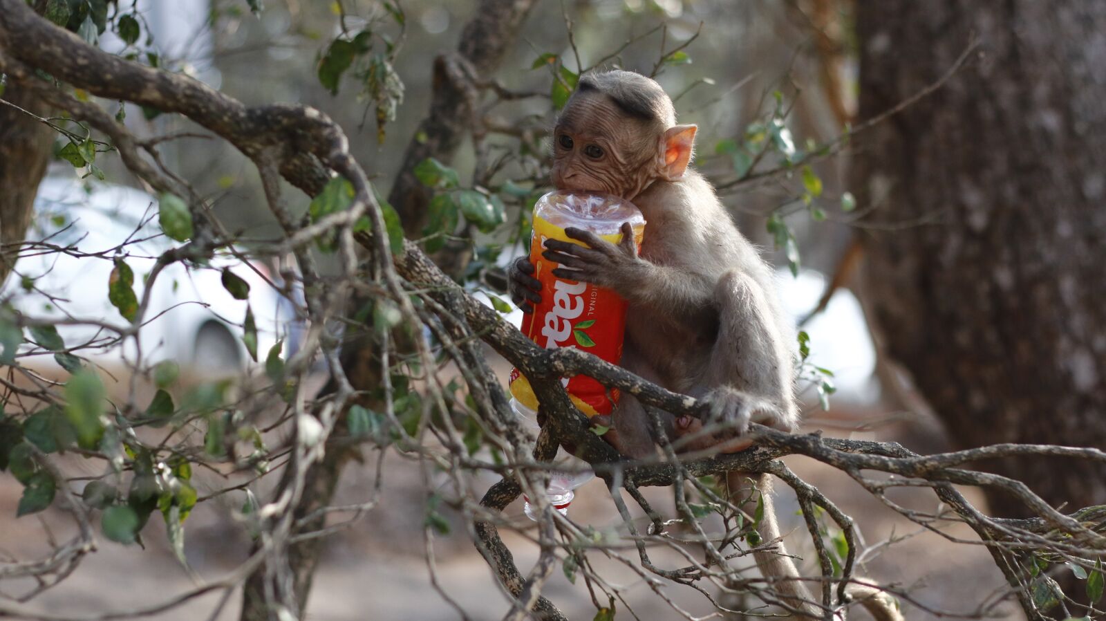 Canon EF 50mm F1.8 II sample photo. Monkey, wild, animal photography