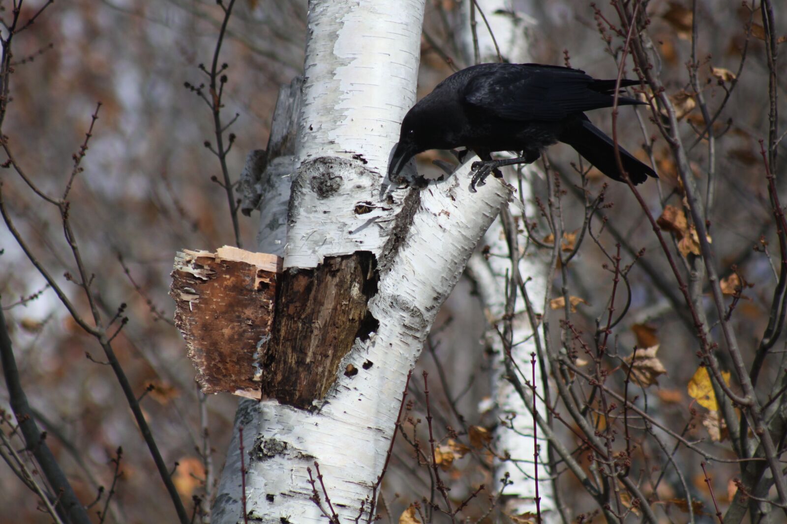 Canon EOS 50D sample photo. Birch tree, bark, crow photography